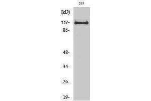 Western Blotting (WB) image for anti-Ubiquitin Specific Peptidase 38 (USP38) (Internal Region) antibody (ABIN3187433) (USP38 anticorps  (Internal Region))