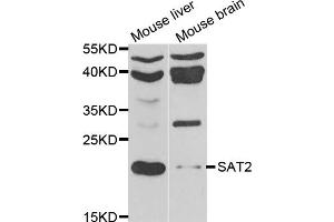 Western blot analysis of extracts of various cell lines, using SAT2 antibody. (SAT2 anticorps)