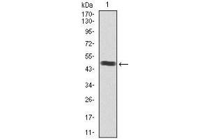 Western Blotting (WB) image for anti-Sex Determining Region Y (SRY) (AA 1-204) antibody (ABIN1098106)