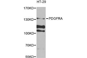 Western blot analysis of extracts of HT-29 cells, using PDGFRA antibody (ABIN1874075) at 1:1000 dilution. (PDGFRA anticorps)