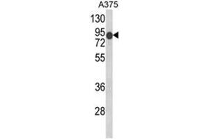 Western blot analysis of DCT Antibody (N-term) in A375 cell line lysates (35ug/lane). (DCT anticorps  (N-Term))