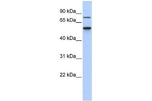 WB Suggested Anti-Csnk1g1 Antibody Titration:  0. (CSNK1G1 anticorps  (Middle Region))