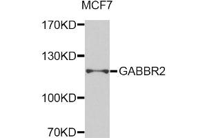 Western blot analysis of extracts of MCF-7 cells, using GABBR2 antibody (ABIN5975417) at 1/1000 dilution. (GABBR2 anticorps)