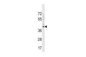 Western blot analysis in K562 cell line lysates (35ug/lane). (BMI1 anticorps  (C-Term))