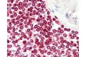 Anti-LMNB1 / Lamin B1 antibody IHC staining of human spleen. (Lamin B1 anticorps  (AA 289-574))