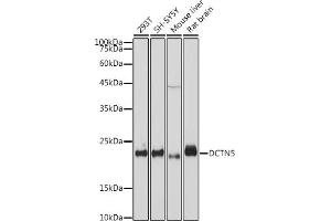 Western blot analysis of extracts of various cell lines, using DCTN5 antibody (ABIN7266852) at 1:1000 dilution. (DCTN5 anticorps)