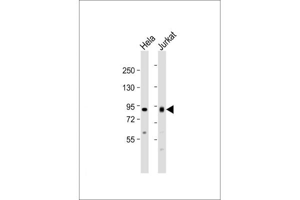 ACO2 anticorps  (AA 294-325)