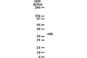 Image no. 1 for anti-Peptidoglycan Recognition Protein 4 (PGLYRP4) (AA 95-110) antibody (ABIN208152) (PGLYRP4 anticorps  (AA 95-110))