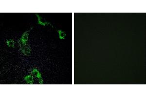 Peptide - +Immunofluorescence analysis of COS-7 cells, using CIDEB antibody. (CIDEB anticorps  (Internal Region))
