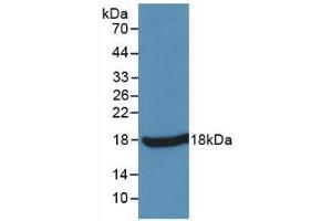 Detection of Recombinant TNFa, Simian using Monoclonal Antibody to Tumor Necrosis Factor Alpha (TNFa) (TNF alpha anticorps  (AA 77-197))