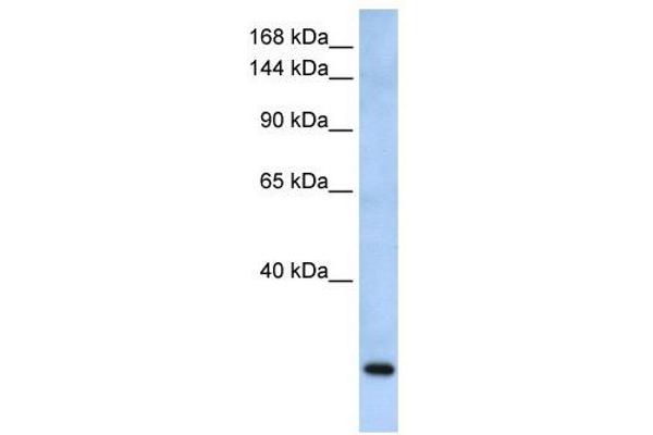 FBXW10 anticorps  (Middle Region)