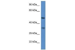 WB Suggested Anti-Pxmp3 Antibody   Titration: 1. (PEX2 anticorps  (N-Term))
