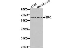 Western blot analysis of extracts of various cell lines, using SRC antibody (ABIN5970131). (Src anticorps)