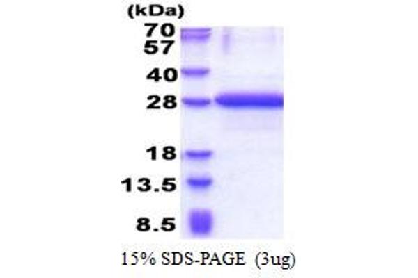 OBFC2A Protein (AA 1-204) (His tag)