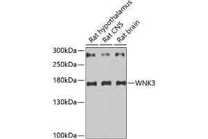 WNK3 anticorps
