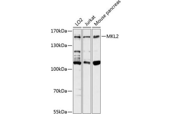 MKL2 anticorps  (AA 170-300)