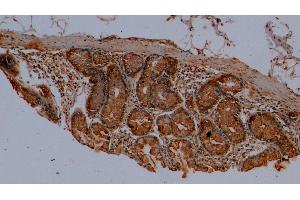 Detection of MUC2 in Porcine Colon Tissue using Polyclonal Antibody to Mucin 2 (MUC2) (MUC2 anticorps  (AA 36-351))