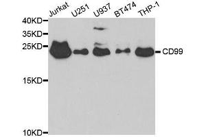 Western blot analysis of extracts of various cell lines, using CD99 antibody. (CD99 anticorps  (AA 23-185))