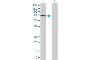 Western Blot analysis of PAK2 expression in transfected 293T cell line by PAK2 MaxPab polyclonal antibody. (PAK2 anticorps  (AA 1-524))