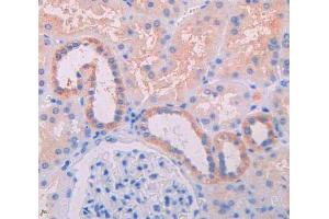 IHC-P analysis of kidney tissue, with DAB staining. (IL3RA anticorps  (AA 19-157))