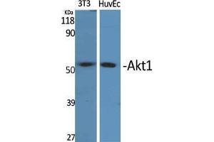 Western Blot (WB) analysis of 3T3, HuvEc cells using Akt1 Polyclonal Antibody. (AKT1 anticorps  (Ser134))