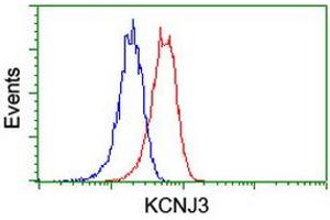 Image no. 2 for anti-Potassium Inwardly-Rectifying Channel, Subfamily J, Member 3 (KCNJ3) (AA 279-501) antibody (ABIN1491313) (KCNJ3 anticorps  (AA 279-501))