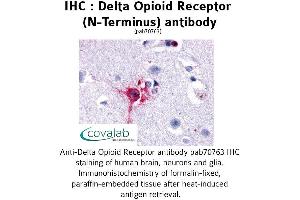 Image no. 1 for anti-Opioid Receptor, delta 1 (OPRD1) (Extracellular Domain), (N-Term) antibody (ABIN1733583) (OPRD1 anticorps  (Extracellular Domain, N-Term))