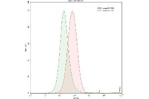 Detection of ANP32A in Raji human Burkitt's lymphoma cell line using Anti-Acidic Nuclear Phosphoprotein 32 Family, Member A (ANP32A) Polyclonal Antibody (PHAP1 anticorps  (AA 2-175))