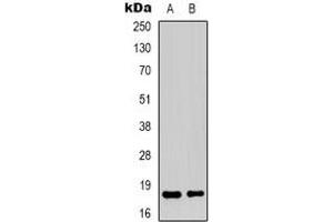 Western blot analysis of TCEAL1 expression in HepG2 (A), Hela (B) whole cell lysates. (TCEAL1 anticorps)