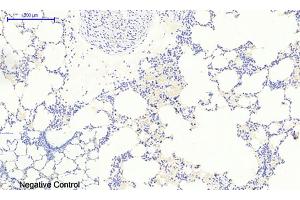 Immunohistochemical analysis of paraffin-embedded rat lung tissue. (NFKBIA anticorps  (pSer32))