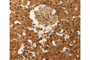 Immunohistochemistry (IHC) image for anti-Jun D Proto-Oncogene (JUND) antibody (ABIN2431163) (JunD anticorps)