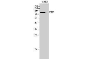Western Blotting (WB) image for anti-Fibroblast Growth Factor Receptor Substrate 2 (FRS2) (Tyr580) antibody (ABIN3175165) (FRS2 anticorps  (Tyr580))