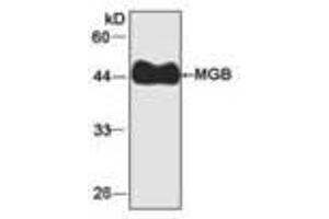 Image no. 1 for anti-Myoglobin (MB) antibody (ABIN791535) (Myoglobin anticorps)