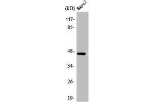 Western Blot analysis of BxPc3 cells using AR-β2 Polyclonal Antibody (beta 2 Adrenergic Receptor anticorps)