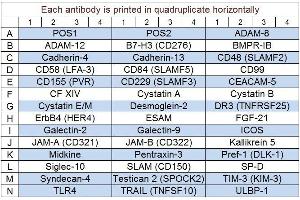 Image no. 1 for Human Cytokine Array Q10 (ABIN4956043) (Humain Cytokine Array Q10)