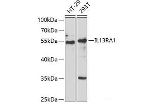 Western blot analysis of extracts of various cell lines using IL13RA1 Polyclonal Antibody at dilution of 1:1000. (IL13 Receptor alpha 1 anticorps)