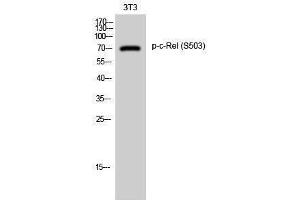 Western Blotting (WB) image for anti-REL proto-oncogene (c-Rel) (pSer503) antibody (ABIN3173354) (c-Rel anticorps  (pSer503))