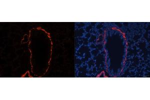 Immunofluorescence analysis of rat lung using ACTA2 antibody. (Smooth Muscle Actin anticorps)