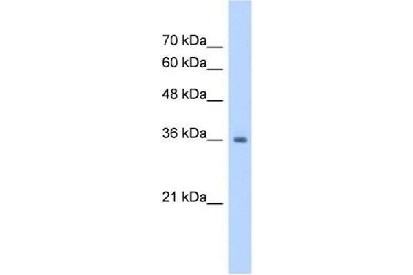 RSU1 anticorps  (C-Term)