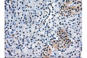 Immunohistochemical staining of paraffin-embedded Kidney tissue using anti-PSMD10mouse monoclonal antibody. (PSMD10 anticorps)