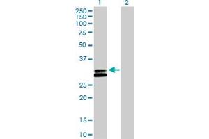 Western Blot analysis of RNASEH2A expression in transfected 293T cell line by RNASEH2A MaxPab polyclonal antibody. (RNASEH2A anticorps  (AA 1-299))