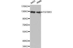 Western Blotting (WB) image for anti-Transforming Growth Factor, beta Receptor III (TGFBR3) (AA 140-340) antibody (ABIN6213905) (TGFBR3 anticorps  (AA 140-340))