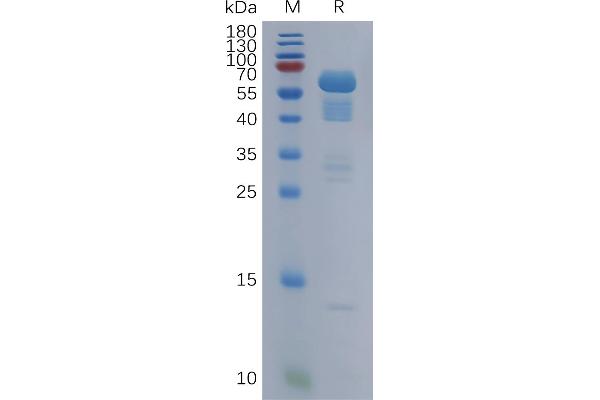 SCG3 Protein (AA 20-468) (His tag)