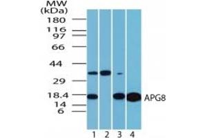 Image no. 3 for anti-Microtubule-Associated Protein 1 Light Chain 3 alpha (MAP1LC3A) (AA 1-50) antibody (ABIN207748) (MAP1LC3A anticorps  (AA 1-50))