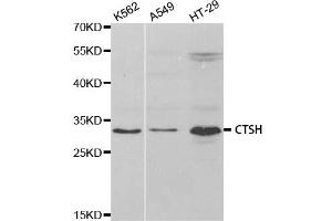 Western Blotting (WB) image for anti-Cathepsin H (CTSH) antibody (ABIN1876556) (Cathepsin H anticorps)