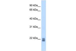 Western Blotting (WB) image for anti-Regulator of G-Protein Signaling 1 (RGS1) antibody (ABIN2462642) (RGS1 anticorps)