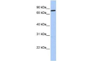 Western Blotting (WB) image for anti-Zinc Finger Protein 226 (ZNF226) antibody (ABIN2459409) (ZNF226 anticorps)