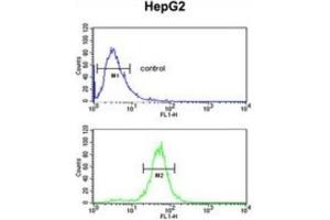 Flow Cytometry (FACS) image for anti-Arginine-Glutamic Acid Dipeptide (RE) Repeats (RERE) antibody (ABIN3004391) (RERE anticorps)