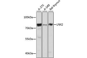 Western blot analysis of extracts of various cell lines, using LNX2 antibody (ABIN7268250) at 1:1000 dilution. (LNX2 anticorps  (AA 1-240))
