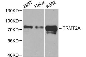 Western blot analysis of extracts of various cell lines, using TRMT2A antibody. (TRMT2A anticorps)